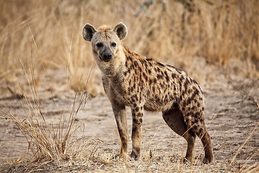 Spotted hyena in luangwa national park zambia