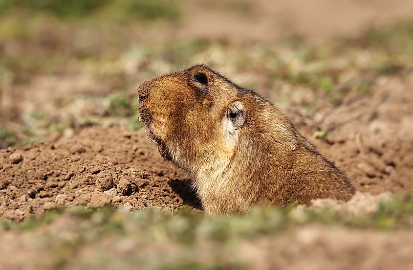 Close up of a big-headed African mole-rat, Bale Mountains, Ethiopia.