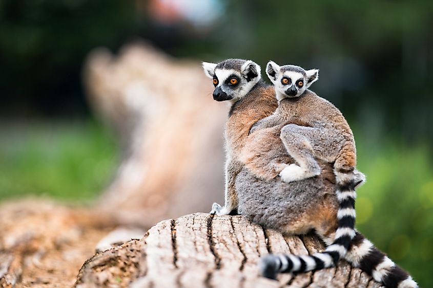 Lemur with baby on back