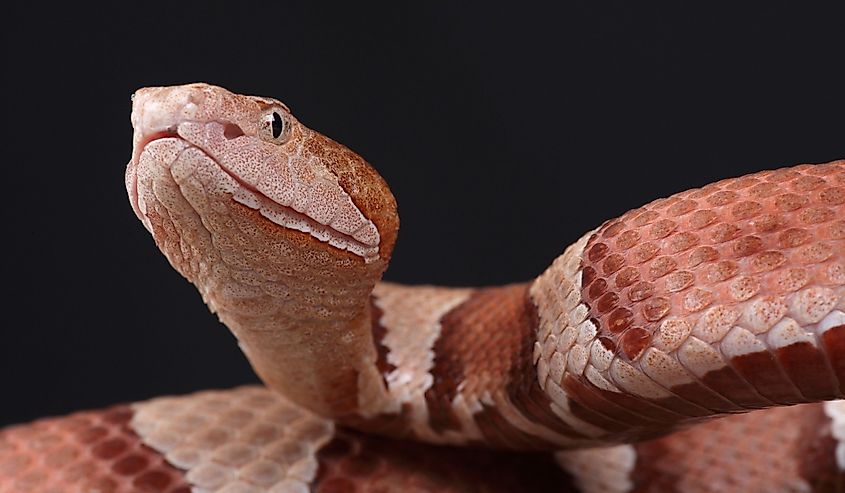 A portrait of an Eastern Copperhead against a black background.