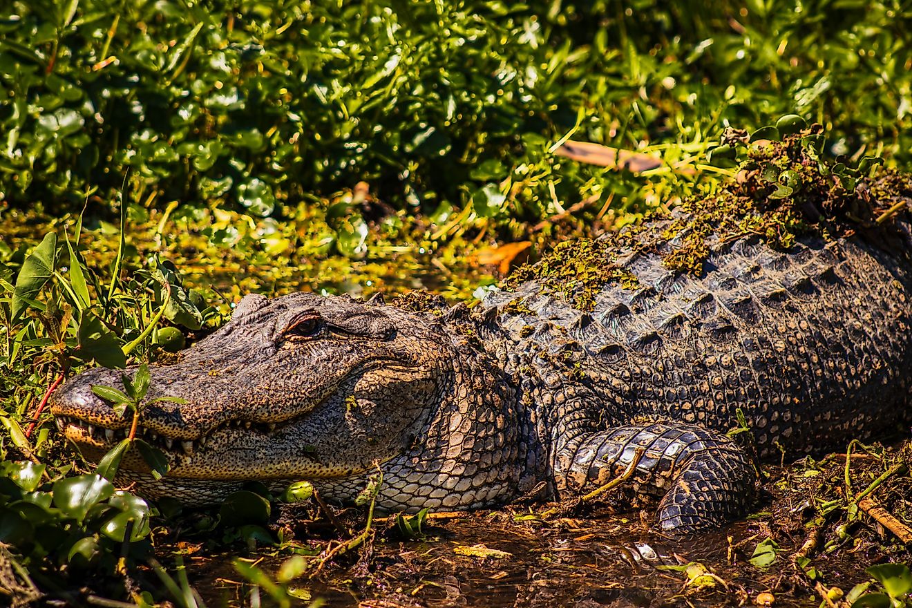 Alligator in Louisiana swamp USA