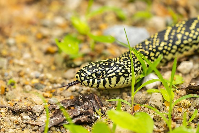 Speckled kingsnake close-up in Louisiana.