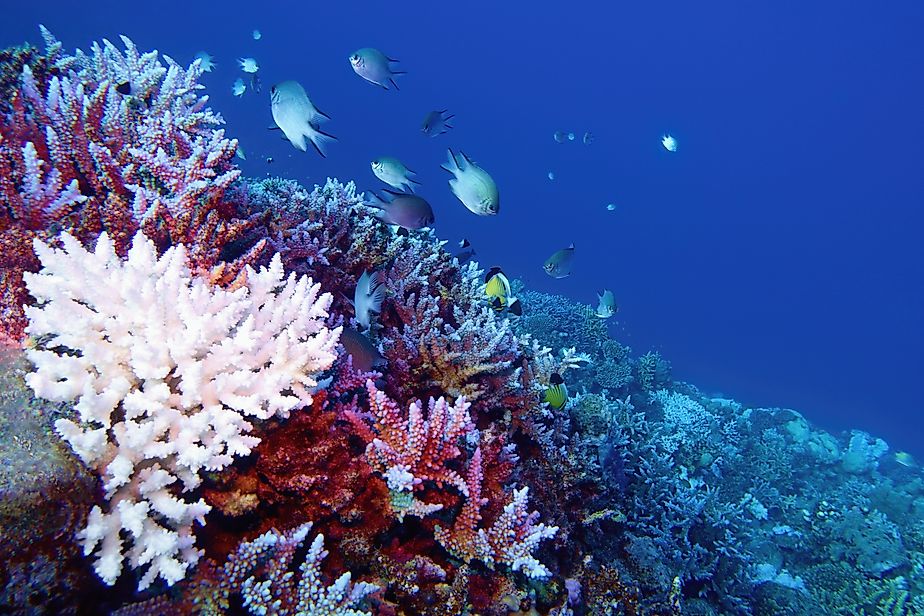 Coral bleaching of Acropora hard corals