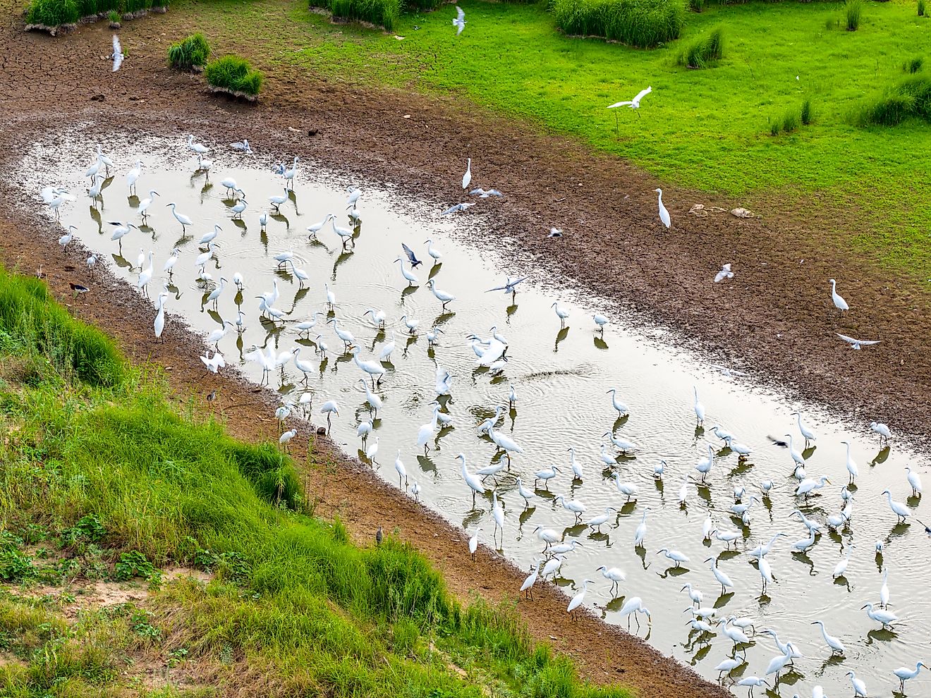 A flock of migratory egrets, Poyang Lake Wetland.