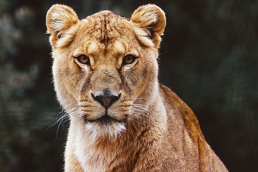 Portrait of a lion staring at the camera