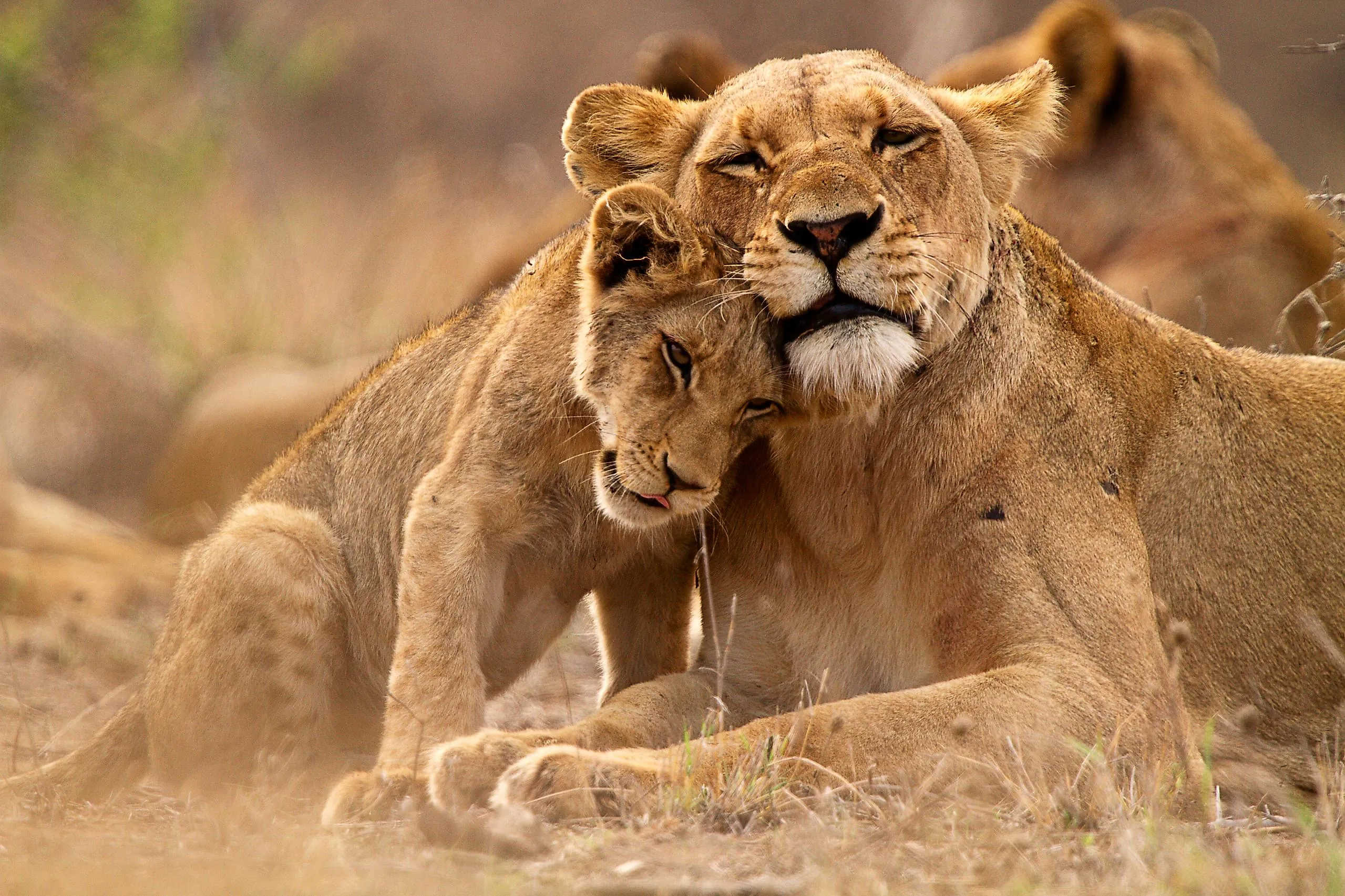 Lion cub and its mother