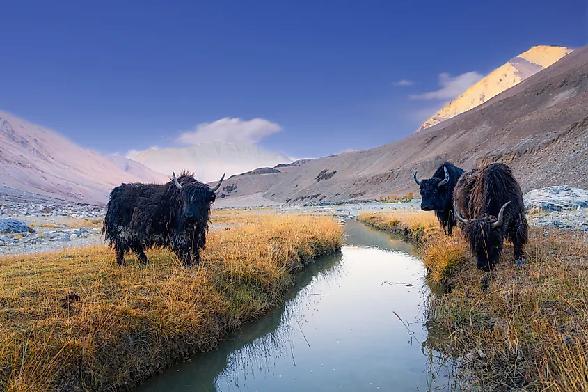 Yak or bos grunniens or bos mutus in leh Ladakh, India.