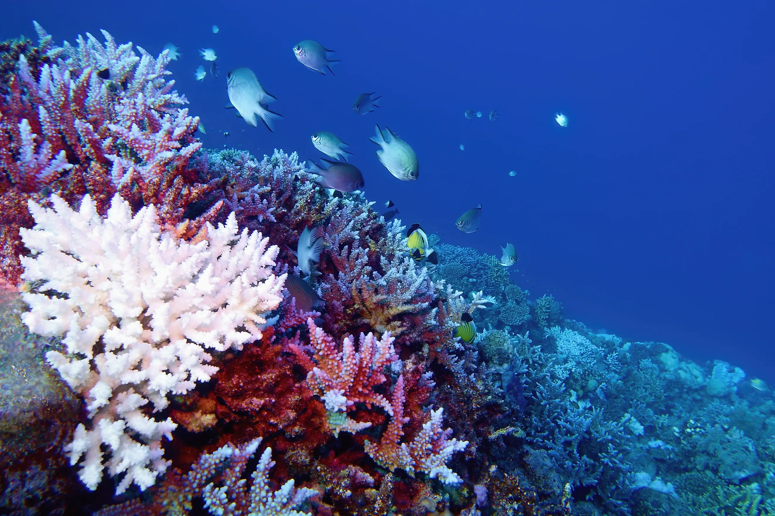 Coral bleaching of Acropora hard corals