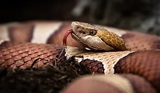View of Eastern copperhead.